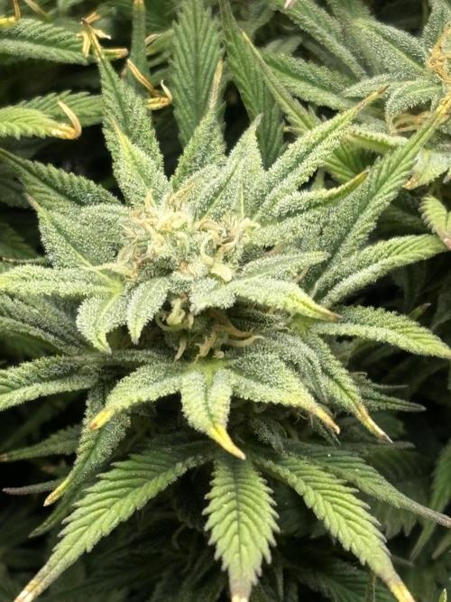 Gelato Auto 12/12 due to cold stress. Week 19