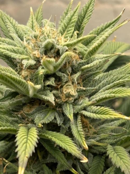 Gelato Auto 12/12 due to cold stress. Week 19