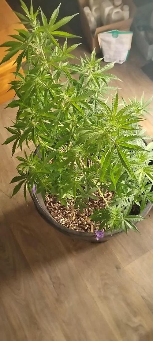 Do-Si-Dos Auto