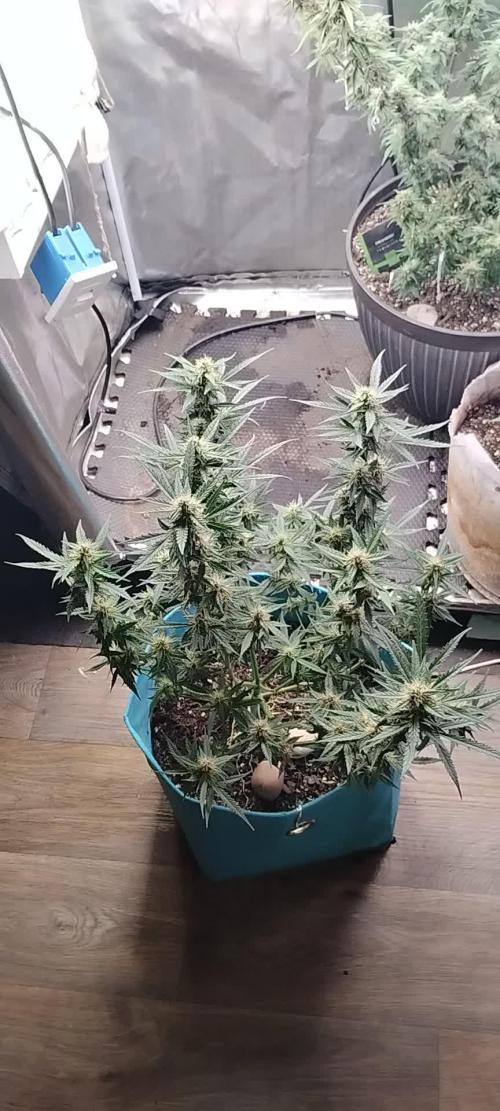Sundae Driver Auto Zamnesia
