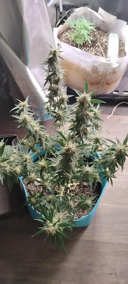 Sundae Driver Auto Zamnesia