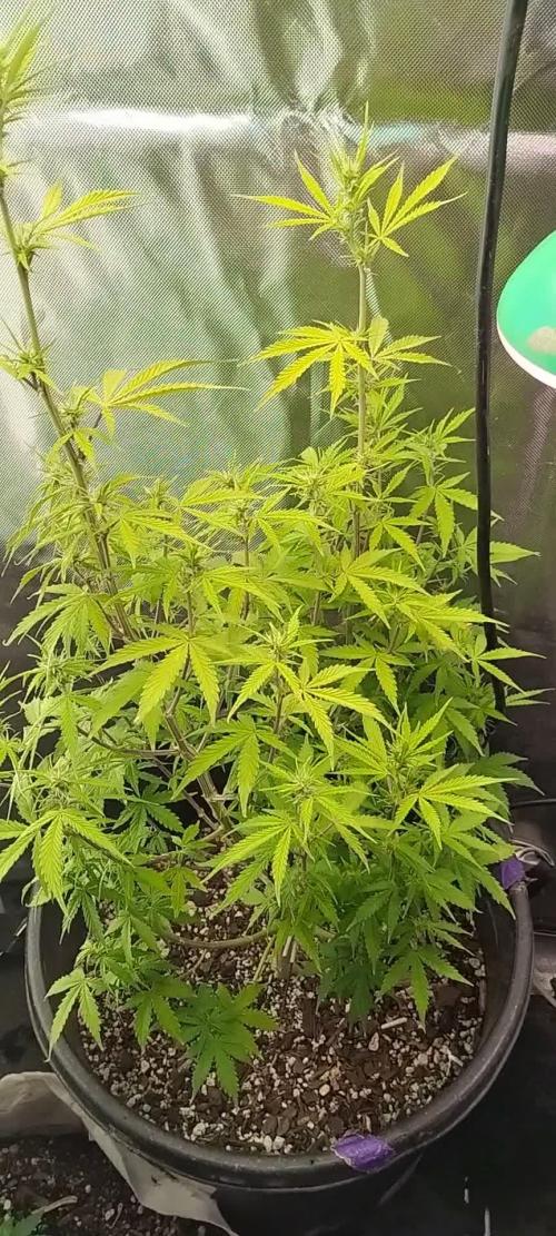 Do-Si-Dos Auto