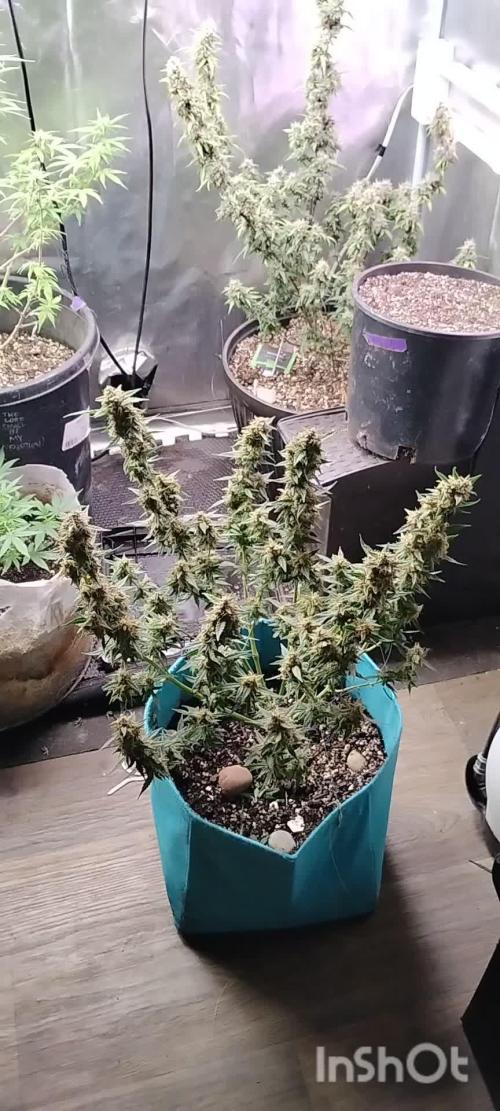 Sundae Driver Auto Zamnesia
