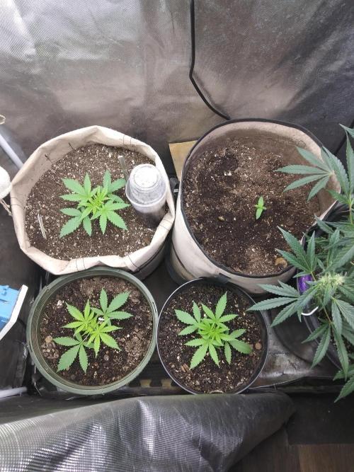 Permanent Marker Auto. Week 2 - Placed her in a 5 gallon fabric pot, added worm castings a tiny bit of fert.