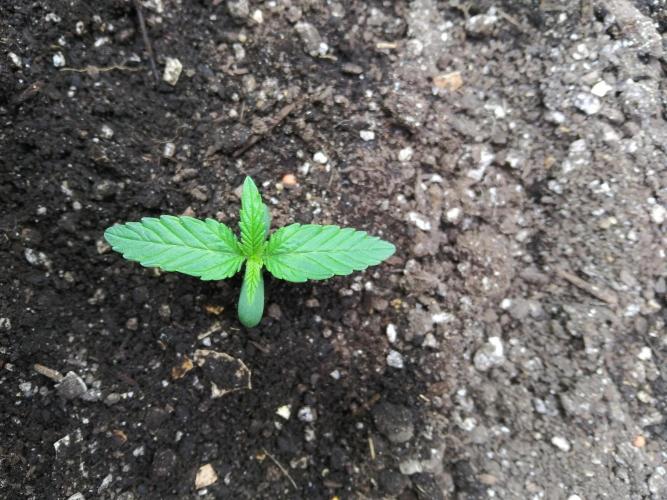 Permanent Marker Auto. Week 2 - Looking great