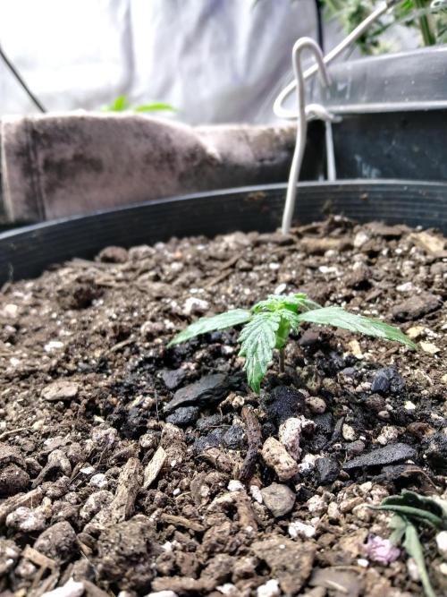 Red Devil Auto from WeedSeedsExpress. Week 2 - Looking good so far. Tiny bit of leaf crinkle but overall she looks healthy.