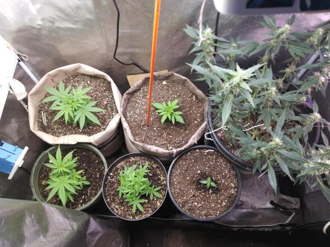 Permanent Marker Auto. Week 3