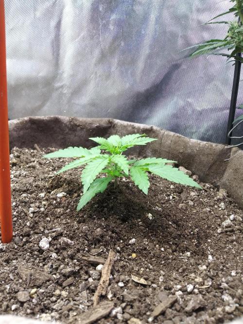 Permanent Marker Auto. Week 3 - She looks SO good.