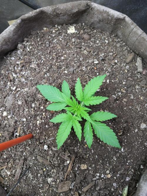 Permanent Marker Auto. Week 3 - Top view. Leaves and color looks so healthy. 