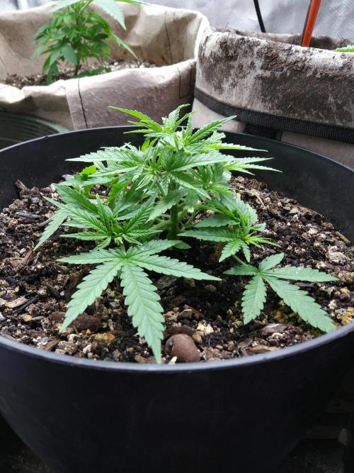 Genius Juice x Cinderella 99 Feminized. Week 4 - Topped this girl a bit early and it shows.