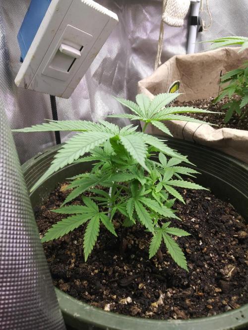 Genius Juice x Cinderella 99 Feminized. Week 4 - Color looks much better after adding mutes.