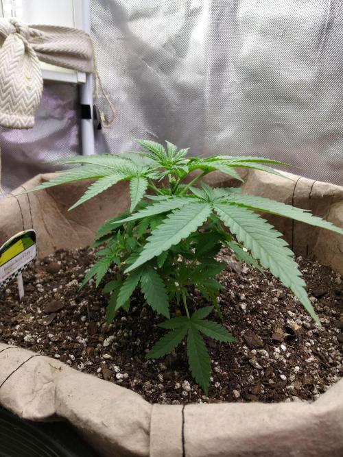 Genius Juice x Cinderella 99 Feminized. Week 4 - Healthiest of the 3 C99xGJ