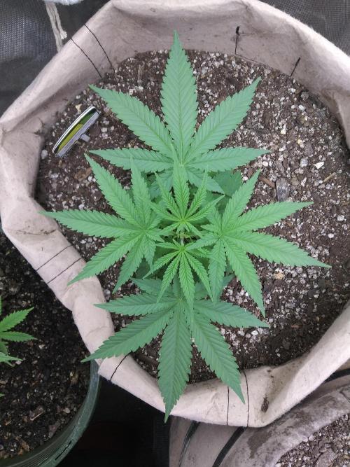 Genius Juice x Cinderella 99 Feminized. Week 4 - Top view of best plant. Just fimmed her.