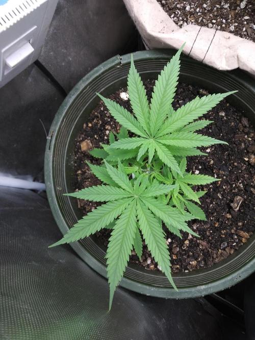 Genius Juice x Cinderella 99 Feminized. Week 4 - Top view of second plant. Fimmed