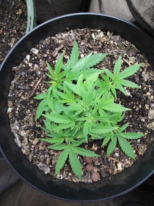 Genius Juice x Cinderella 99 Feminized. Week 4 - Smallest pot, least amount of growth.