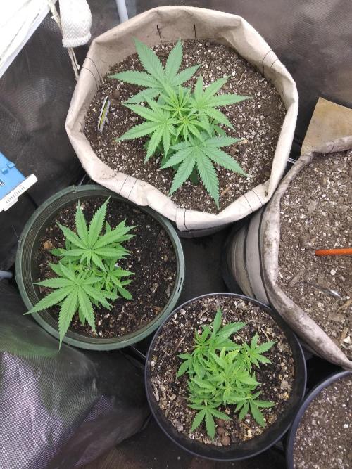 Genius Juice x Cinderella 99 Feminized. Week 4 - Top view of all 3