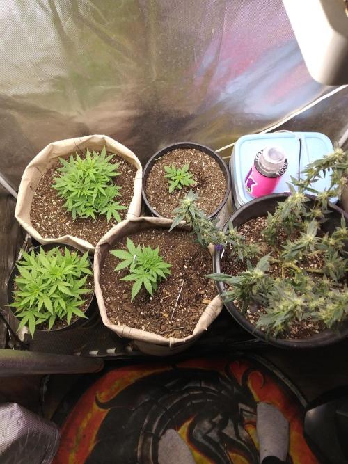 Genius Juice x Cinderella 99 Feminized. Week 5 - All of my girls are thriving