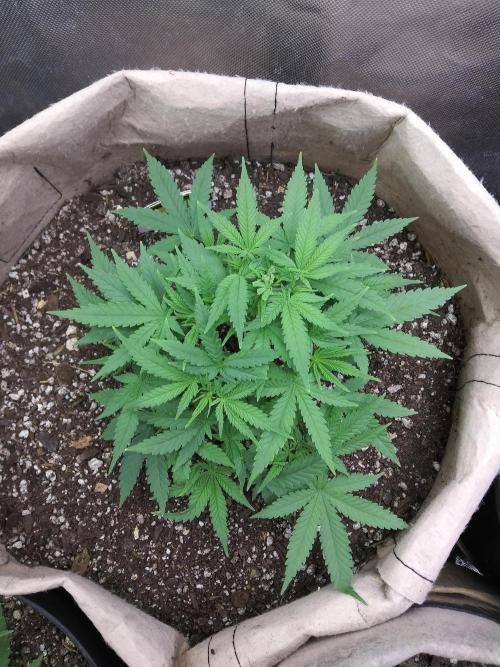 Genius Juice x Cinderella 99 Feminized. Week 5 - GJxC99 #1