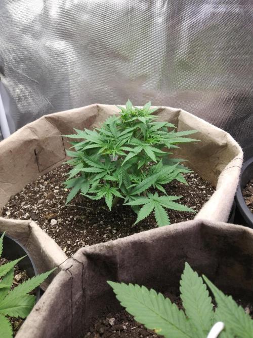 Genius Juice x Cinderella 99 Feminized. Week 5 - GJXC99 #1 Sideview