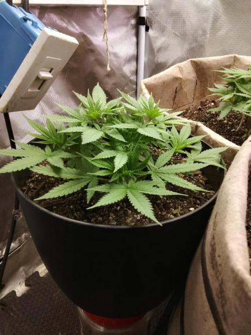 Genius Juice x Cinderella 99 Feminized. Week 5 - GJ×C99 #2 Sideview