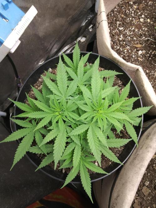 Genius Juice x Cinderella 99 Feminized. Week 5 - GJxC99 #2