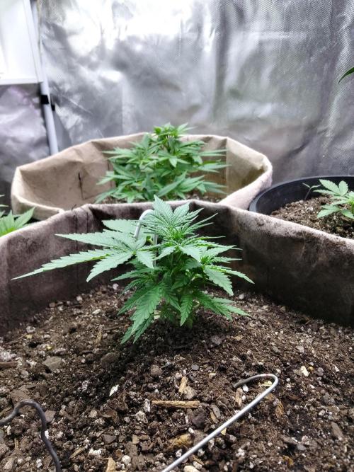 Permanent Marker Auto. Week 4 - This baby looks SO GOOD! Will begin applying LST this week to maximize yields.