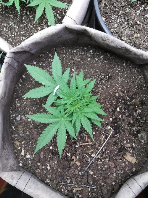 Permanent Marker Auto. Week 4 - Top view. Did a little defoliation. Starting LST this week.