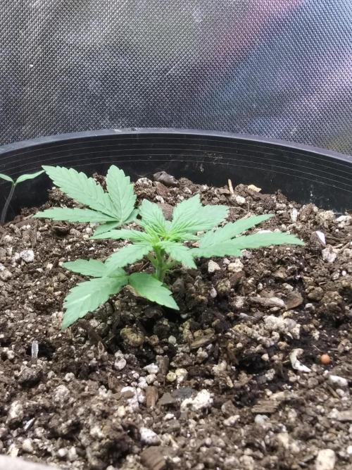 Red Devil Auto from WeedSeedsExpress. Week 3 - She had a little trouble with stress after transplanting, but now she's thriving