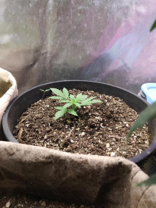 Red Devil Auto from WeedSeedsExpress. Week 3