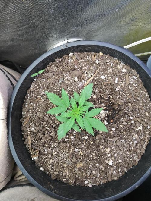 Red Devil Auto from WeedSeedsExpress. Week 3 - New sets of leaves grew after removing crinkled leaves and she's doing great now