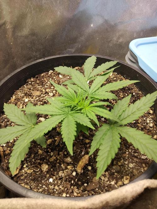 Red Devil Auto from WeedSeedsExpress. Week 4 - This baby is looking great now that it's gotten through the stress that occurred