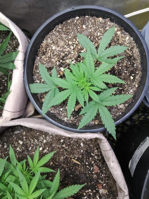 Red Devil Auto from WeedSeedsExpress. Week 4 - Lovely