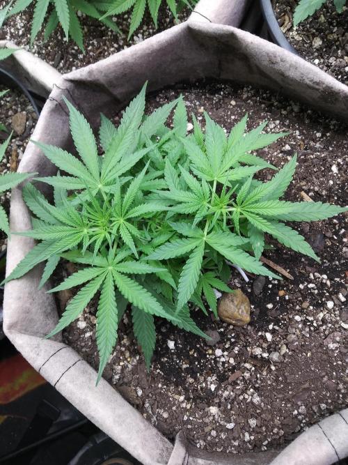 Permanent Marker Auto. Week 5 - Started LST and she opened up beautifully. I'll have a ton of bud sites soon 