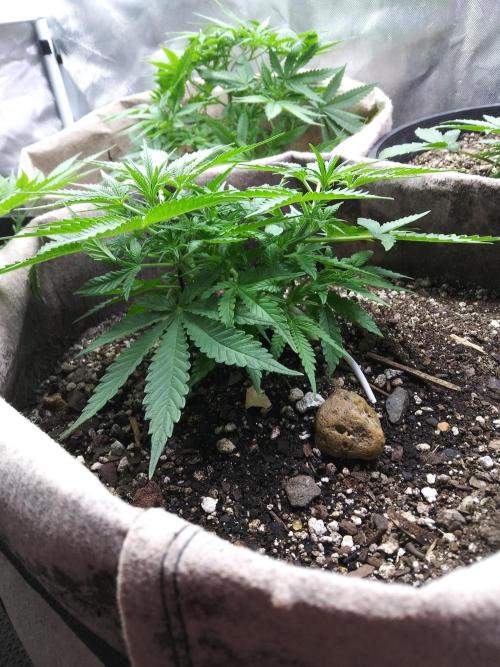 Permanent Marker Auto. Week 5