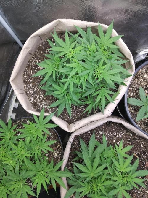 Genius Juice x Cinderella 99 Feminized. Week 6 - Looking good after topping