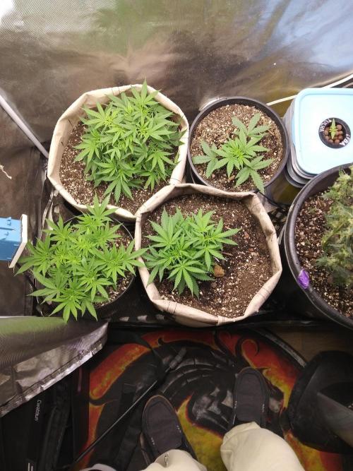 Genius Juice x Cinderella 99 Feminized. Week 6