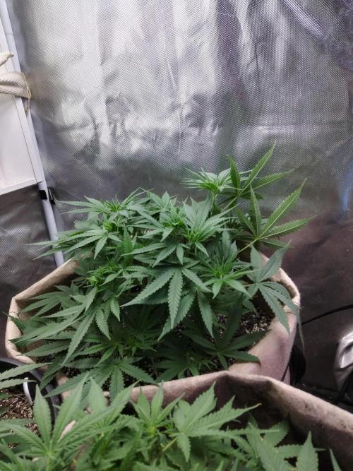 Genius Juice x Cinderella 99 Feminized. Week 7 - C99xGJ #1