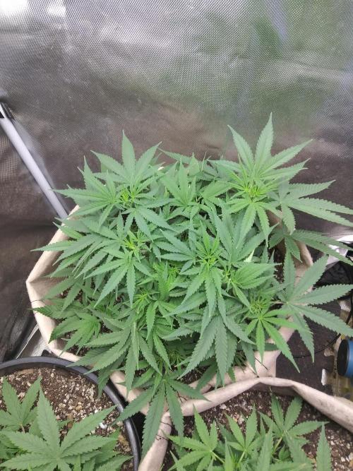 Genius Juice x Cinderella 99 Feminized. Week 7