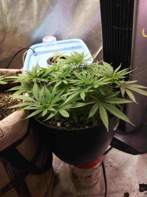 Genius Juice x Cinderella 99 Feminized. Week 7 - C99xGJ #2