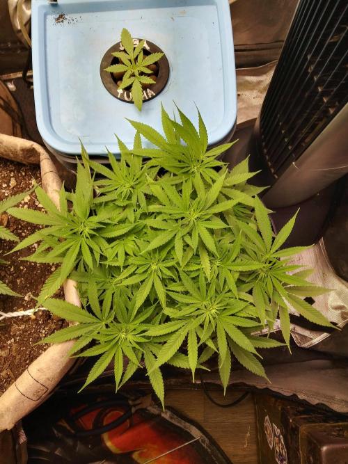 Genius Juice x Cinderella 99 Feminized. Week 7