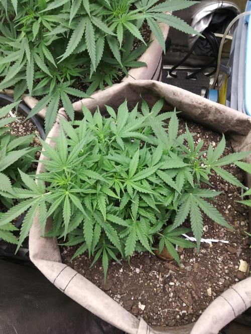 Permanent Marker Auto. Week 6 - She's getting big.