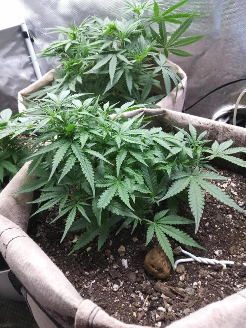 Permanent Marker Auto. Week 6