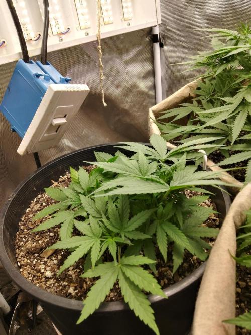 Red Devil Auto from WeedSeedsExpress. Week 5 - Took well to LST, going to keep tying her down and defoliating. 