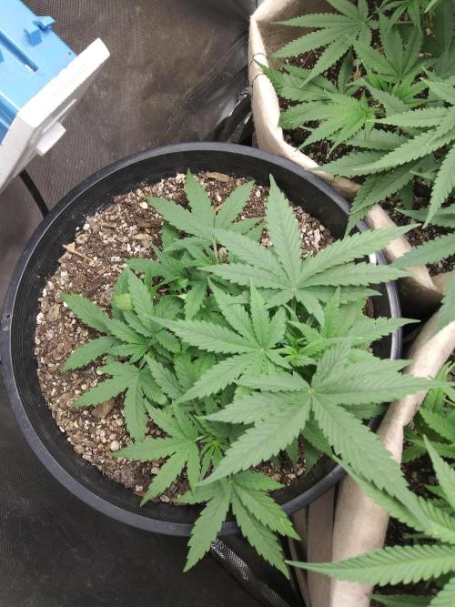 Red Devil Auto from WeedSeedsExpress. Week 5 - Top view.