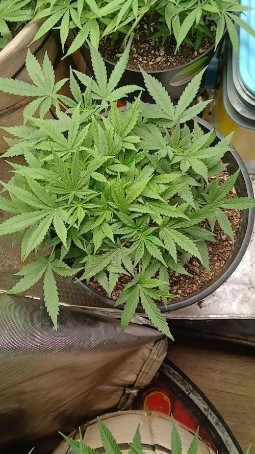 Red Devil Auto from WeedSeedsExpress