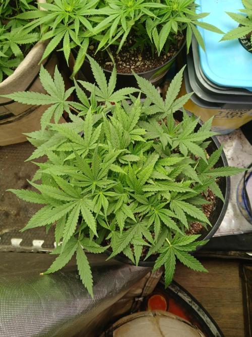 Red Devil Auto from WeedSeedsExpress. Week 6 - Beautiful job with the LST if I do say so myself. 