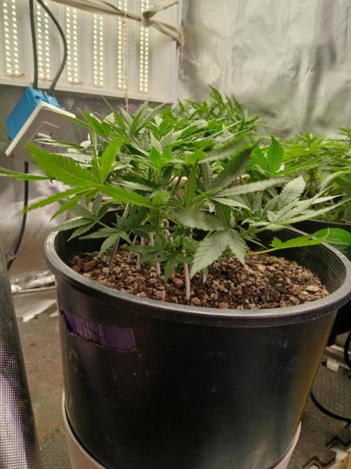 Red Devil Auto from WeedSeedsExpress. Week 6 - Perfect canopy.