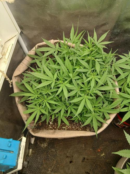 Permanent Marker Auto. Week 7 - Color is perfect,  everything looks spectacular. 