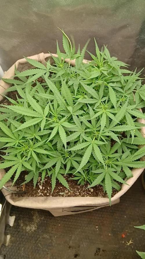 Permanent Marker Auto