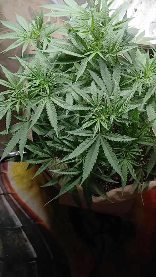 Genius Juice x Cinderella 99 Feminized